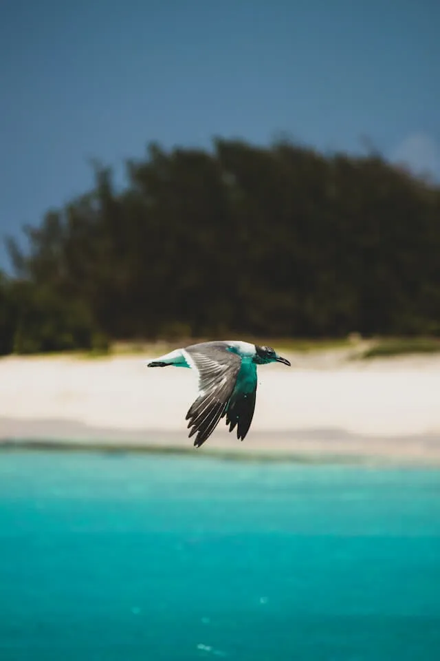 Blue and white bird flying over the sea